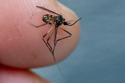  Aedes vexans (Meigen, 1830)