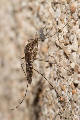 Cousin annelé Culiseta annulata (Schrank, 1776)