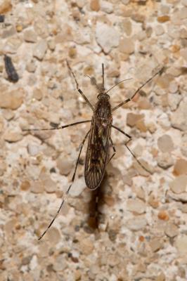 Cousin annelé Culiseta annulata (Schrank, 1776)