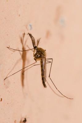  Aedes detritus (Haliday, 1833)