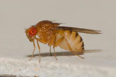  Drosophila histrio Meigen, 1830