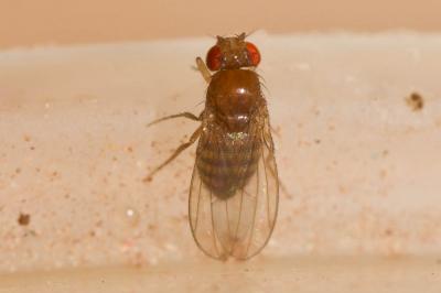  Drosophila histrio Meigen, 1830
