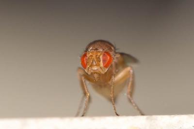  Drosophila histrio Meigen, 1830