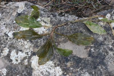 Potamot des tourbières alcalines, Potamot coloré,  Potamogeton coloratus Hornem., 1813