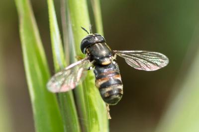  Paragus bicolor (Fabricius, 1794)
