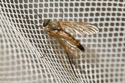  Rhagio tringarius (Linnaeus, 1758)