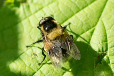  Volucella bombylans (Linnaeus, 1758)