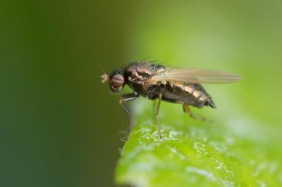 Calliopum aeneum (Fallén, 1820)