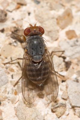  Prosopomyia pallida Loew, 1856