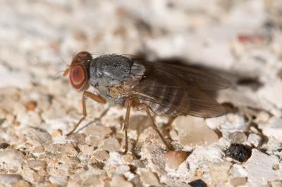  Prosopomyia pallida Loew, 1856