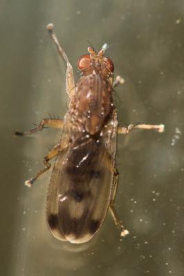  Suillia variegata (Loew, 1862)