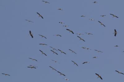 Cigogne blanche Ciconia ciconia (Linnaeus, 1758)