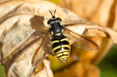  Chrysotoxum fasciolatum (De Geer, 1776)