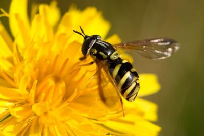  Chrysotoxum fasciolatum (De Geer, 1776)