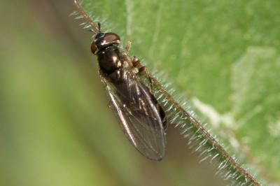  Melanostoma Schiner, 1860