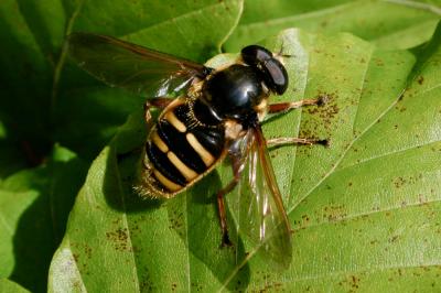  Sericomyia silentis (Harris, 1776)