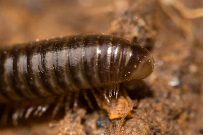  Cylindroiulus caeruleocinctus (Wood, 1864)