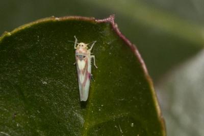  Zygina lunaris (Mulsant & Rey, 1855)