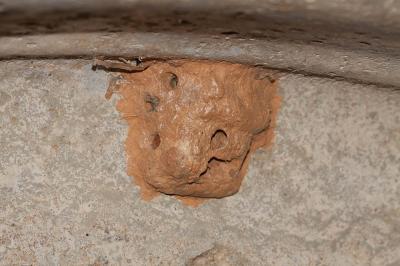  Chalicodoma
