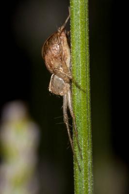  Oxyopes lineatus Latreille, 1806