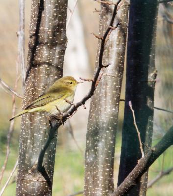 Pouillot véloce Phylloscopus collybita (Vieillot, 1887)