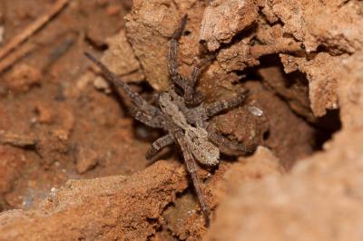  Alopecosa albofasciata (Brullé, 1832)