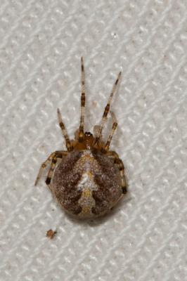  Theridion Walckenaer, 1805
