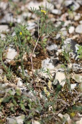 Fer à cheval cilié, Hippocrépis cilié Hippocrepis ciliata Willd., 1808