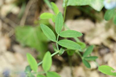Gesse des montagnes, Gesse à feuilles de Lin Lathyrus linifolius (Reichard) Bässler, 1971