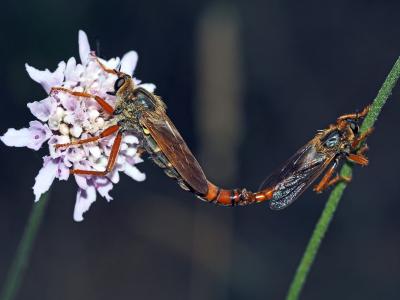  Stenopogon sabaudus (Fabricius, 1794)