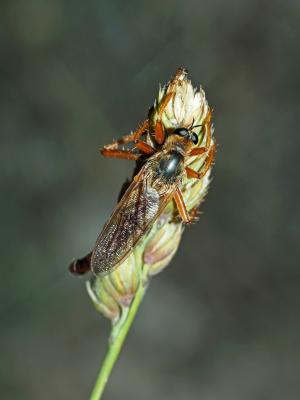  Stenopogon sabaudus (Fabricius, 1794)