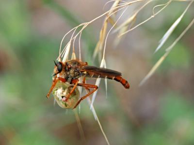  Stenopogon sabaudus (Fabricius, 1794)