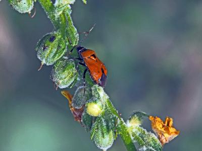  Deraeocoris punctum (Rambur, 1839)