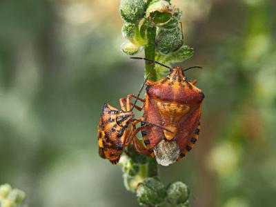  Carpocoris pudicus (Poda, 1761)