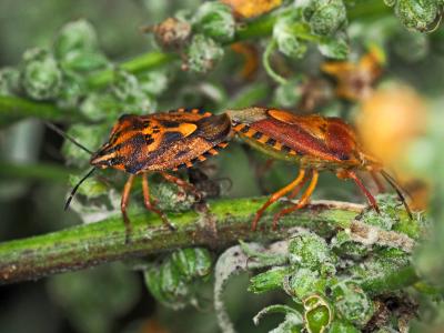  Carpocoris pudicus (Poda, 1761)