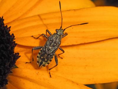  Stictopleurus punctatonervosus (Goeze, 1778)