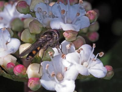  Meliscaeva auricollis (Meigen, 1822)