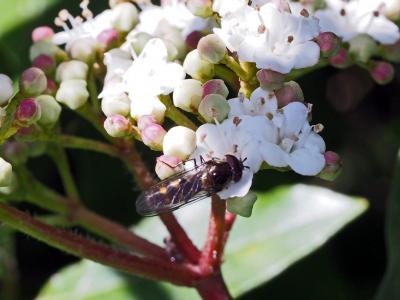  Meliscaeva auricollis (Meigen, 1822)