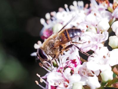 Eristale gluante, Mouche pourceau Eristalis tenax (Linnaeus, 1758)