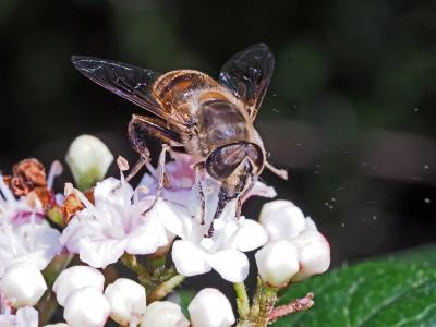 Eristale gluante, Mouche pourceau Eristalis tenax (Linnaeus, 1758)