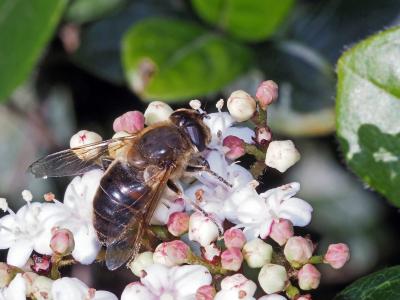 Eristale gluante, Mouche pourceau Eristalis tenax (Linnaeus, 1758)