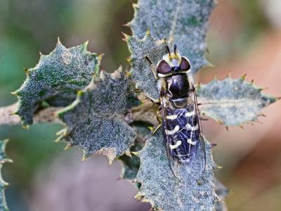 Syrphe du poirier, Syrphe pyrastre Scaeva pyrastri (Linnaeus, 1758)