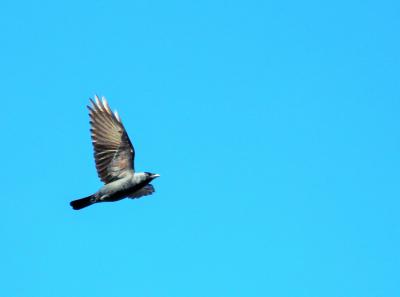 Choucas des tours Corvus monedula Linnaeus, 1758