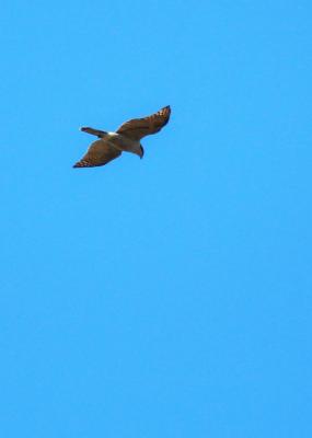 Autour des palombes Accipiter gentilis (Linnaeus, 1758)