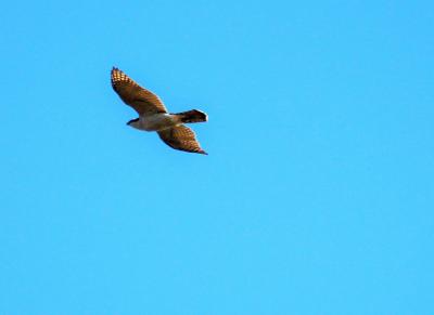 Autour des palombes Accipiter gentilis (Linnaeus, 1758)
