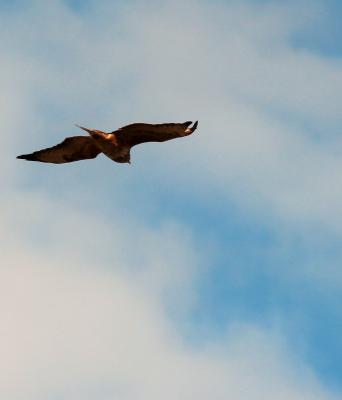 Buse variable Buteo buteo (Linnaeus, 1758)