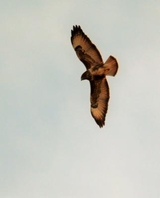 Buse variable Buteo buteo (Linnaeus, 1758)