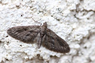 Eupithécie de l'Oxycèdre (L') Eupithecia oxycedrata (Rambur, 1833)