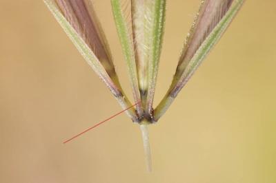 Orge des lièvres Hordeum murinum subsp. leporinum (Link) Arcang., 1882