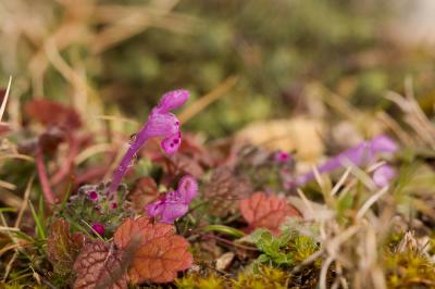 Lamier amplexicaule Lamium amplexicaule L., 1753